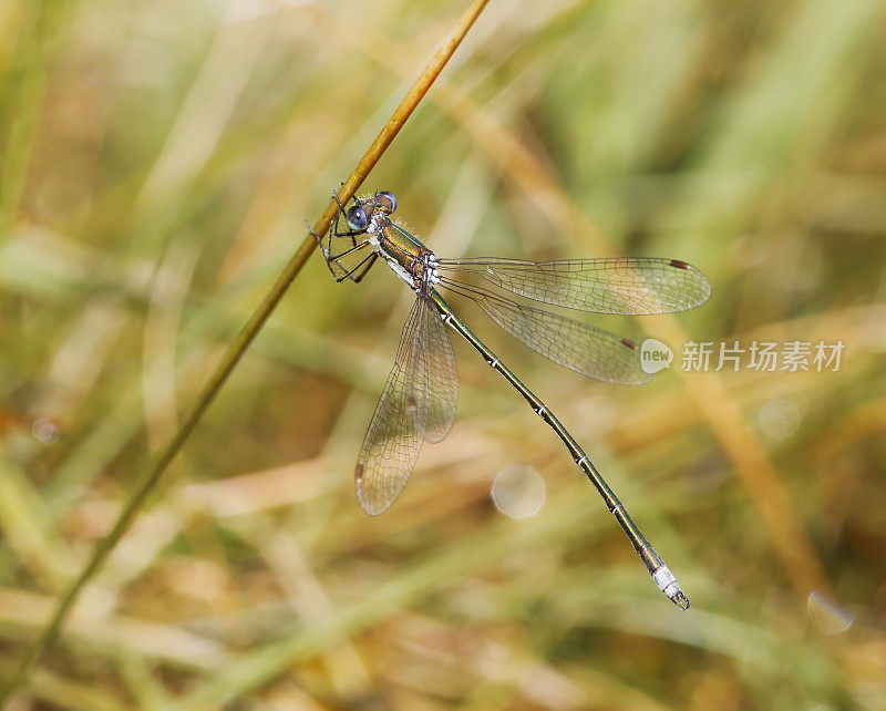 小翡翠豆娘(Lestes virens